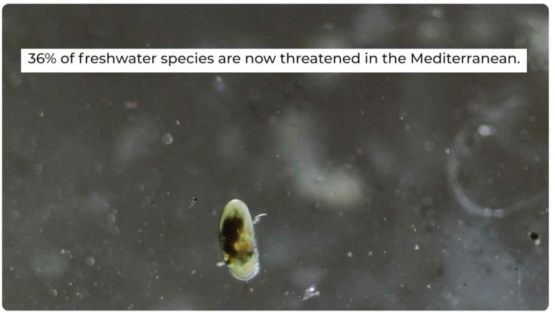 36-percent-of-organisms-are-threatened