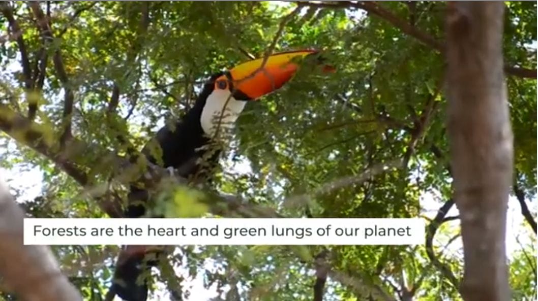 forests are our lungs