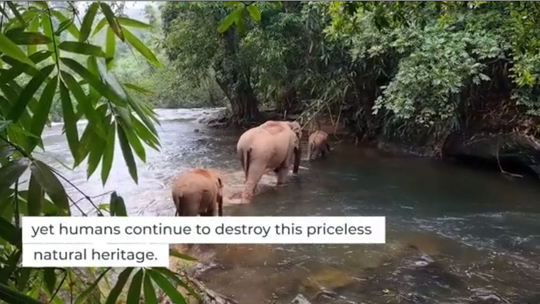 yet humans destroy